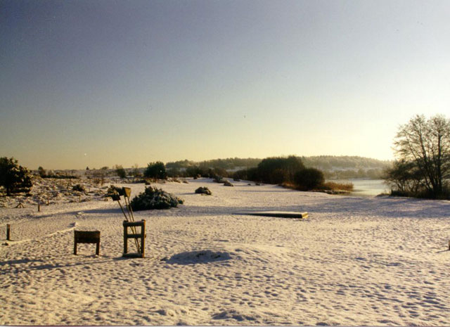 beech_at_frensham_pond