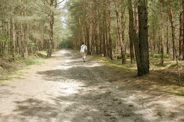 bridleway_on_common