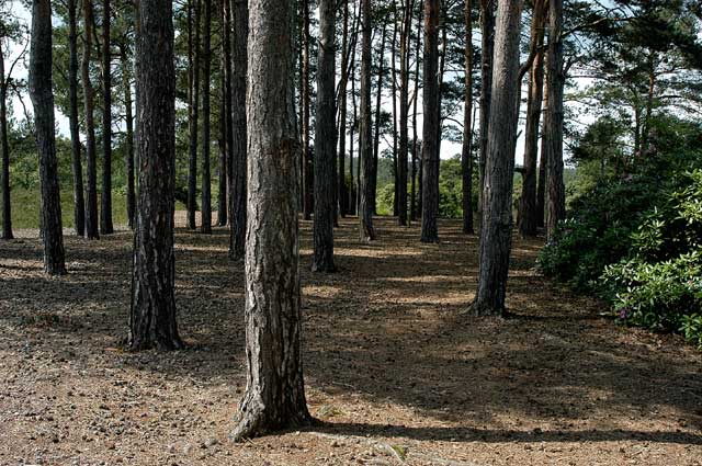 frensham_common