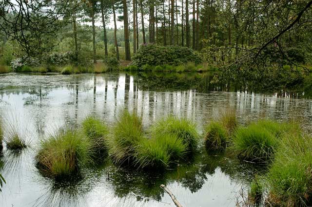 frensham_little_pond