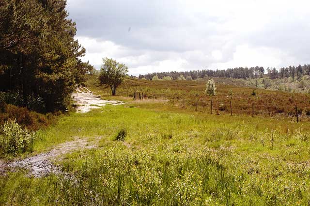 heathland