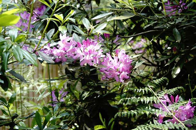 rhodedendrums