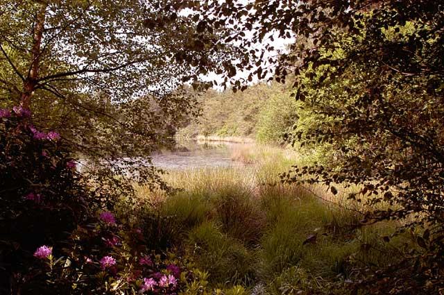 the_little_pond_at_rushmoor